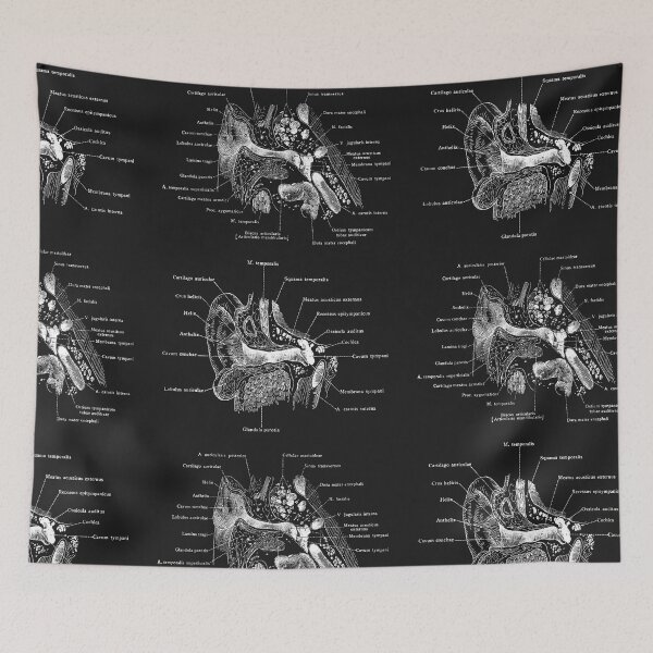 Item preview, Auditory apparatus of the ear vintage  designed and sold by Preslava Genova.