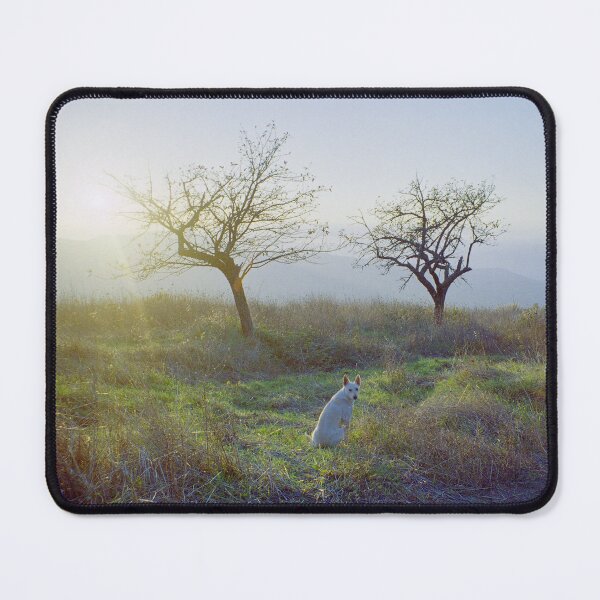 Item preview, 1999 Cane bianco al tramonto designed and sold by robertoferrero.