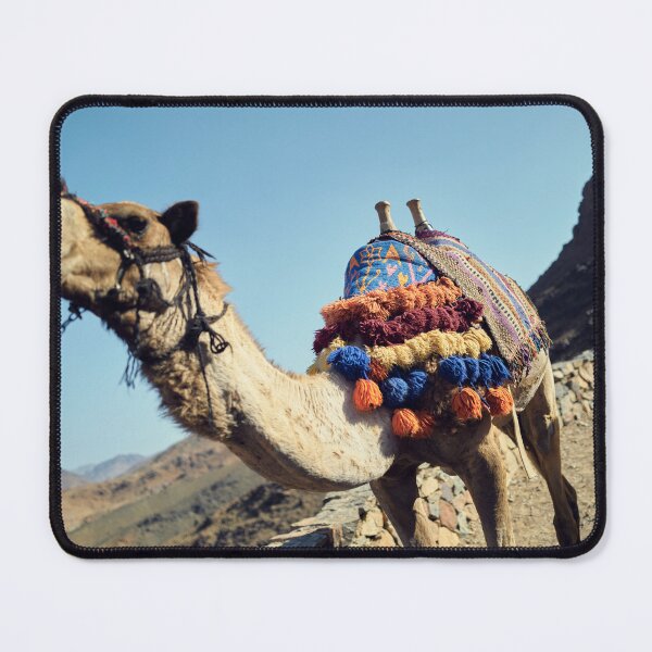 Item preview, Camel on Mount Sinai in Egypt. Dawn of the holy summit designed and sold by RaimondKlavins.