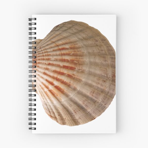 Item preview, Scallop Shell designed and sold by Stephen Frost.