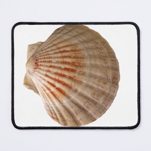 Item preview, Scallop Shell designed and sold by Stephen Frost.
