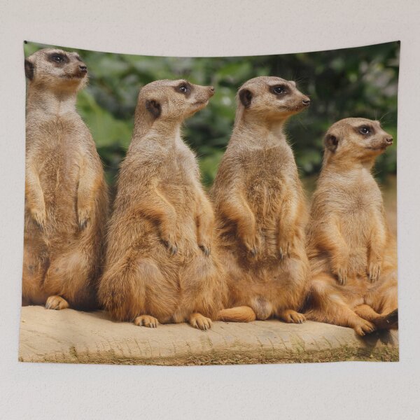 Item preview, Meerkat 018 designed and sold by JAMFoto.