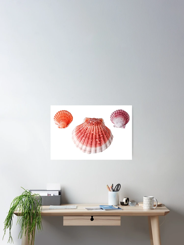 Thumbnail 2 of 3, Poster, Scallop Shell Pattern designed and sold by Stephen Frost.