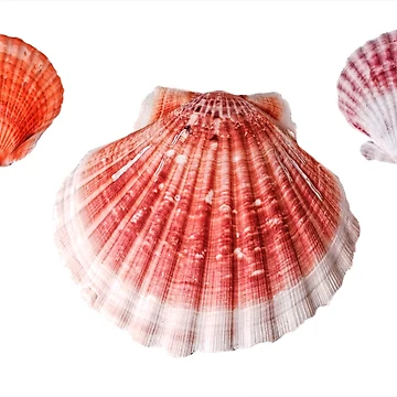 Artwork thumbnail, Scallop Shell Pattern by Stephen Frost