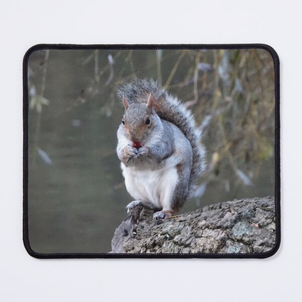 Item preview, Grey Squirrel with lunch designed and sold by TwistedClassics.