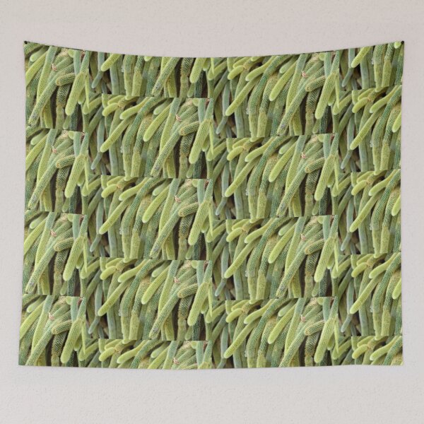 Item preview, Fuzz designed and sold by Paula Bielnicka.
