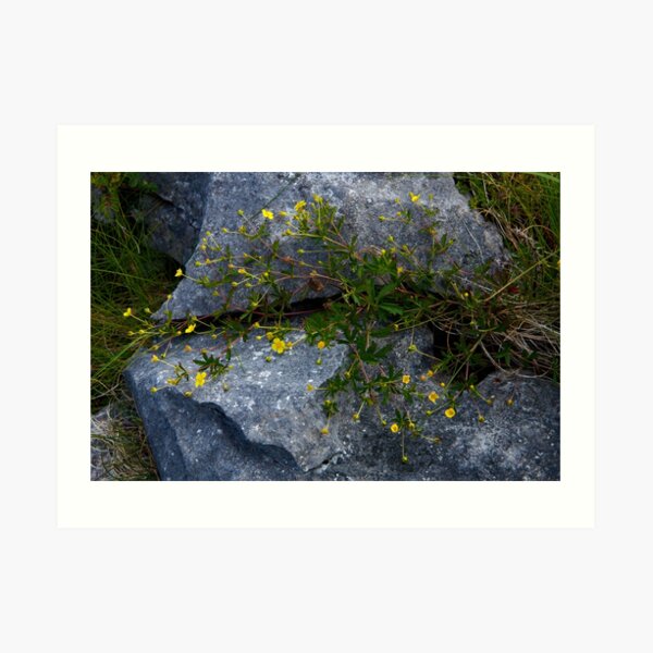 Tormentil, Dun Aengus, Inishmore, Aran Islands Art Print