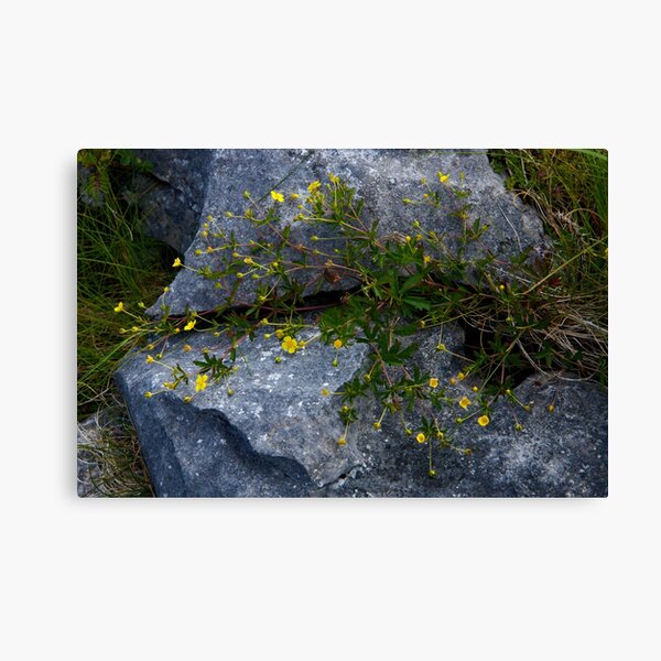 Tormentil, Dun Aengus, Inishmore, Aran Islands Canvas Print