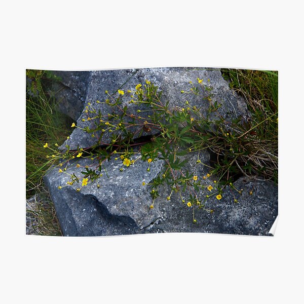 Tormentil, Dun Aengus, Inishmore, Aran Islands Poster