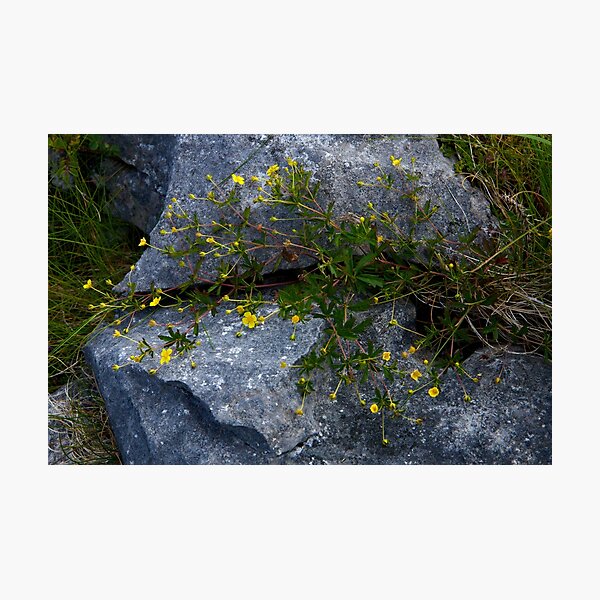 Tormentil, Dun Aengus, Inishmore, Aran Islands Photographic Print