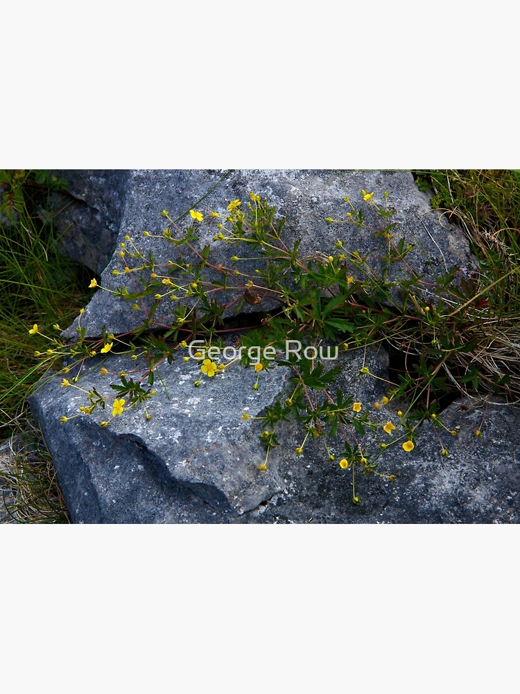 Tormentil, Dun Aengus, Inishmore, Aran Islands by VeryIreland