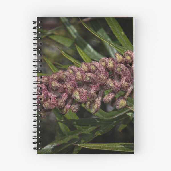 Item preview, Unopened Grevillea Bud Leith Park 20170816 1042 designed and sold by Fred Mitchell.