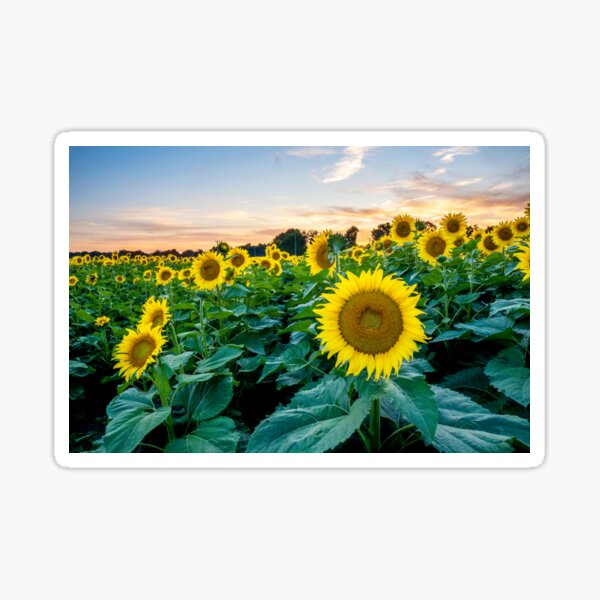 Field of Stars Sticker