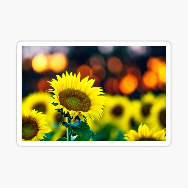 One in the Sun Sticker