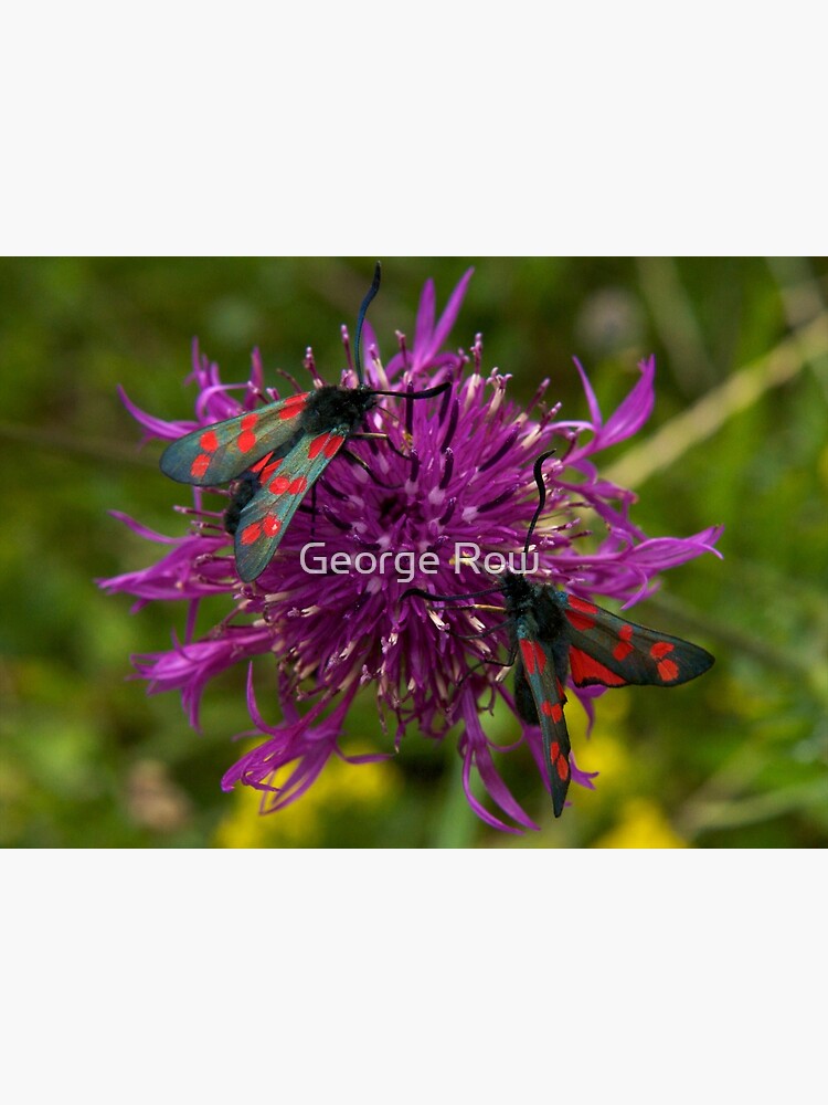 Greater Knapweed with "6-spot Burnet" Moths by VeryIreland