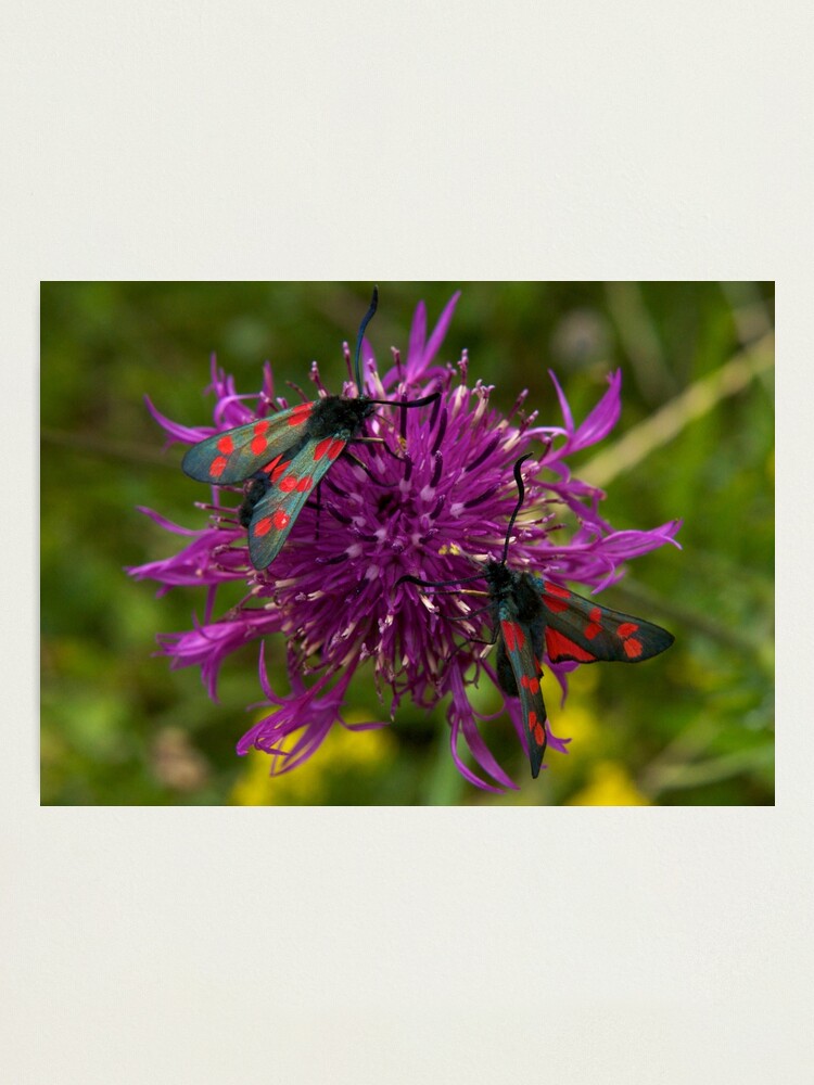 Alternate view of Greater Knapweed with "6-spot Burnet" Moths Photographic Print