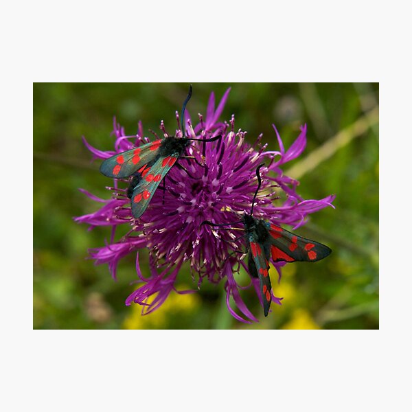 Greater Knapweed with "6-spot Burnet" Moths Photographic Print