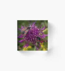 Greater Knapweed with "6-spot Burnet" Moths Acrylic Block