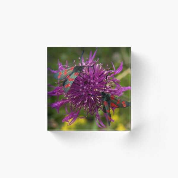 Greater Knapweed with "6-spot Burnet" Moths Acrylic Block