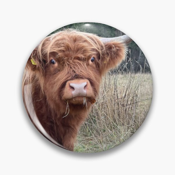 Artikelvorschau, Scottish Highland Cattle Cow 4131 entworfen und verkauft von SaarelaHighland.