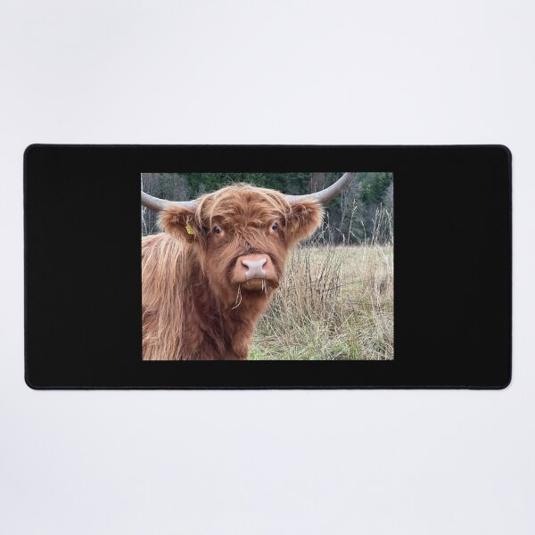 Item preview, Scottish Highland Cattle Cow 4131 designed and sold by SaarelaHighland.
