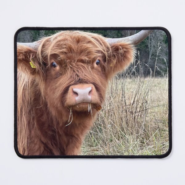 Item preview, Scottish Highland Cattle Cow 4131 designed and sold by SaarelaHighland.