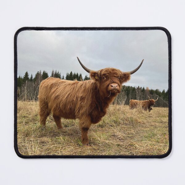 Item preview, Scottish Highland Cattle Cow 4132 designed and sold by SaarelaHighland.