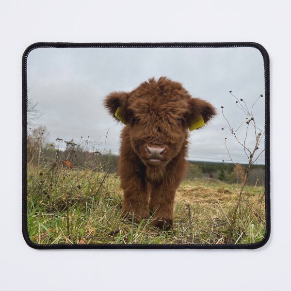 Item preview, Scottish Highland Cattle Calf 4134 designed and sold by SaarelaHighland.