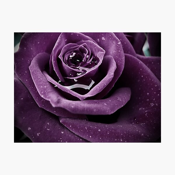 Purple Rose I Photographic Print
