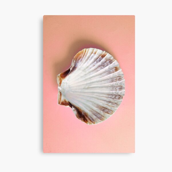 Scallop Shell Art Print - 20cm & 30cm Square