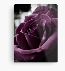 Purple Rose II Metal Print