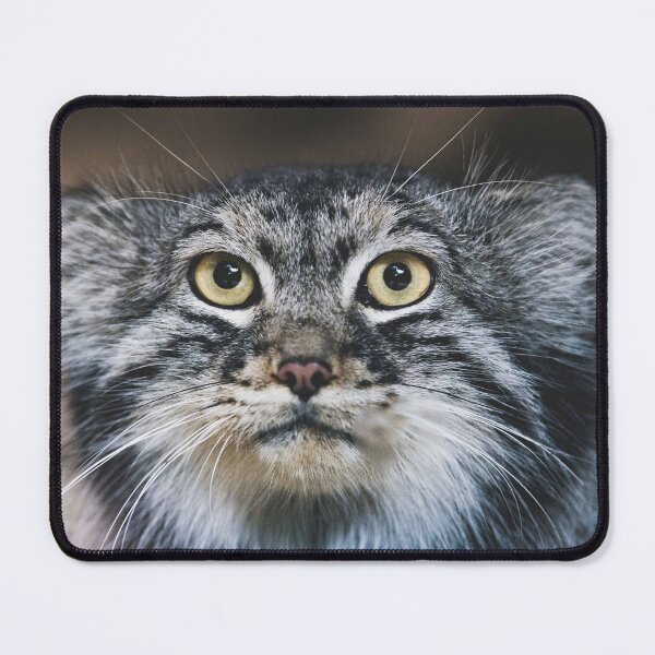 Vista previa del artículo con la obra «Retrato del gato Pallass», diseñado y vendido por ep-pandality.