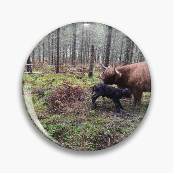 Item preview, Scottish Highland Cattle Cow and newborn calf 4144 designed and sold by SaarelaHighland.