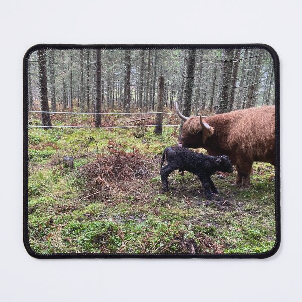 Item preview, Scottish Highland Cattle Cow and newborn calf 4144 designed and sold by SaarelaHighland.
