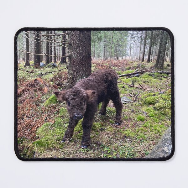 Item preview, Scottish Highland Cattle Calf 4145 designed and sold by SaarelaHighland.