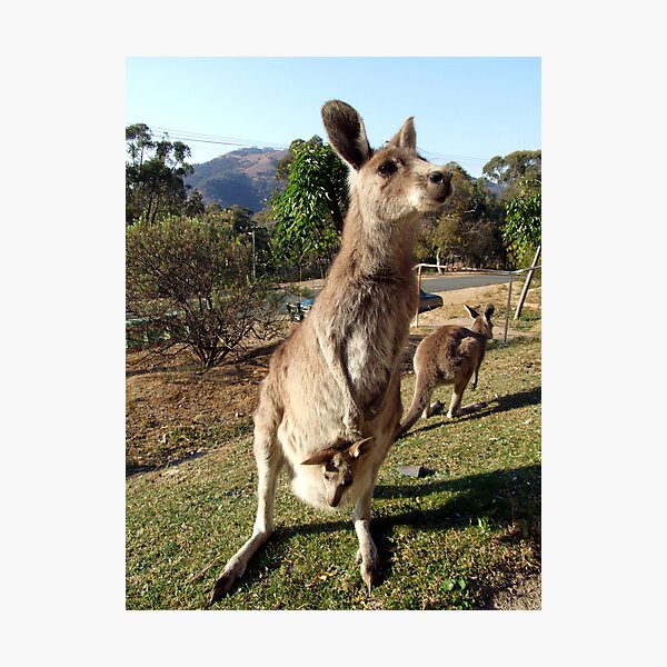 And Animals Do Roam Photographic Print