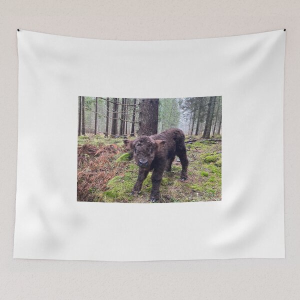 Item preview, Scottish Highland Cattle Calf 4146 designed and sold by SaarelaHighland.