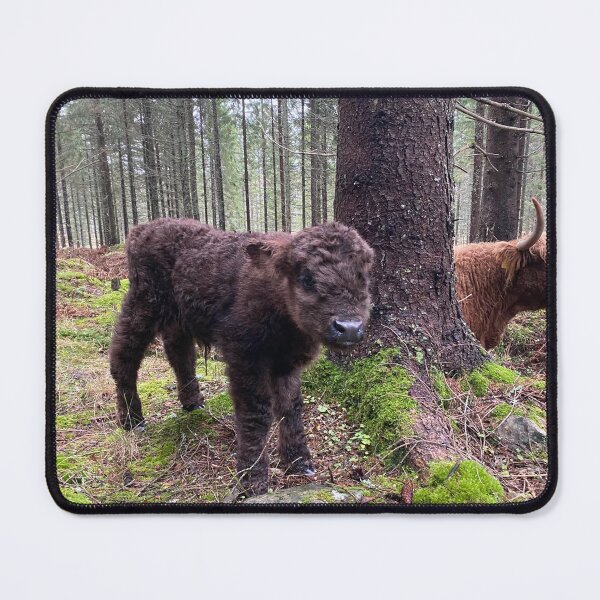 Item preview, Scottish Highland Cattle Calf 4147 designed and sold by SaarelaHighland.