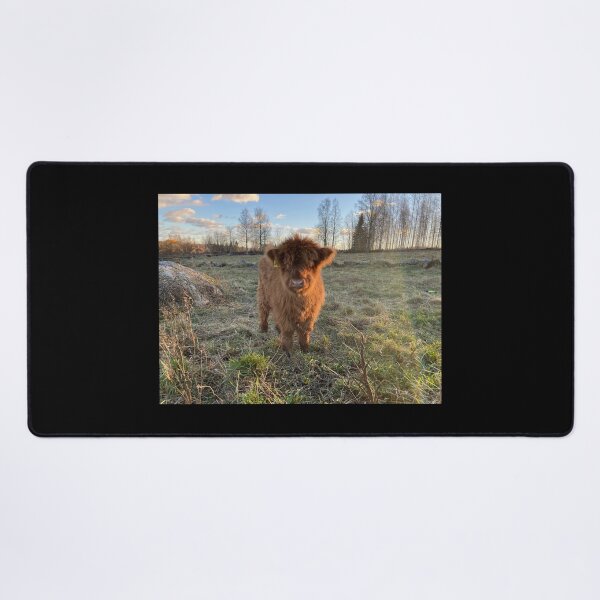 Item preview, Scottish Highland Cattle Calf 4151 designed and sold by SaarelaHighland.