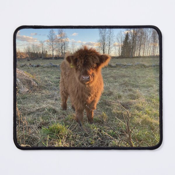 Item preview, Scottish Highland Cattle Calf 4151 designed and sold by SaarelaHighland.