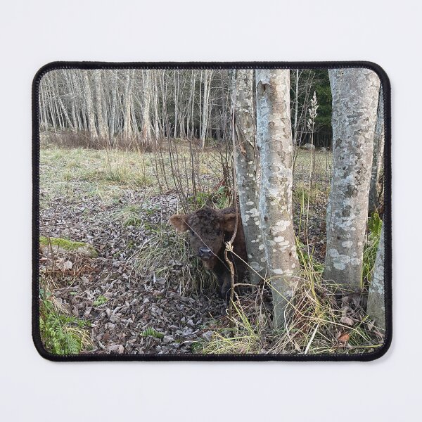 Item preview, Scottish Highland Cattle Calf 4152 designed and sold by SaarelaHighland.