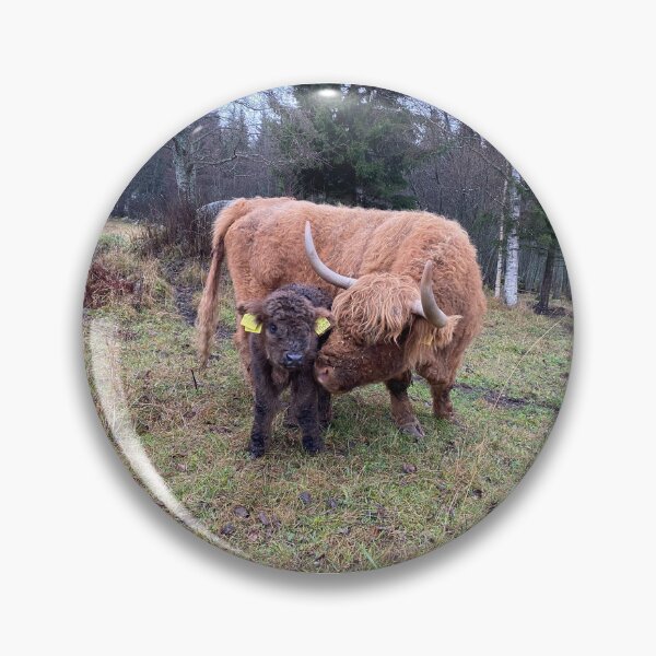 Artikelvorschau, Scottish Highland Cattle Cow and calf 4155 entworfen und verkauft von SaarelaHighland.