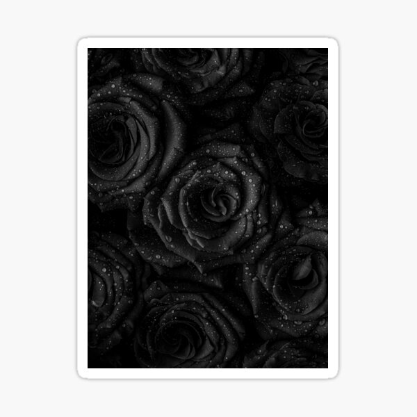 Black Roses Sticker
