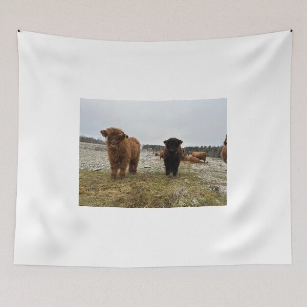 Item preview, Scottish Highland Cattle Calves 4163 designed and sold by SaarelaHighland.
