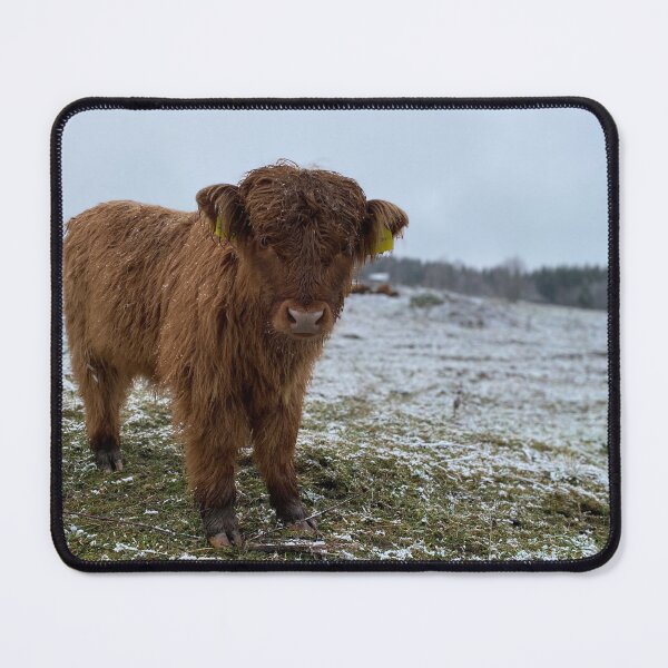 Item preview, Scottish Highland Cattle Calf 4165 designed and sold by SaarelaHighland.