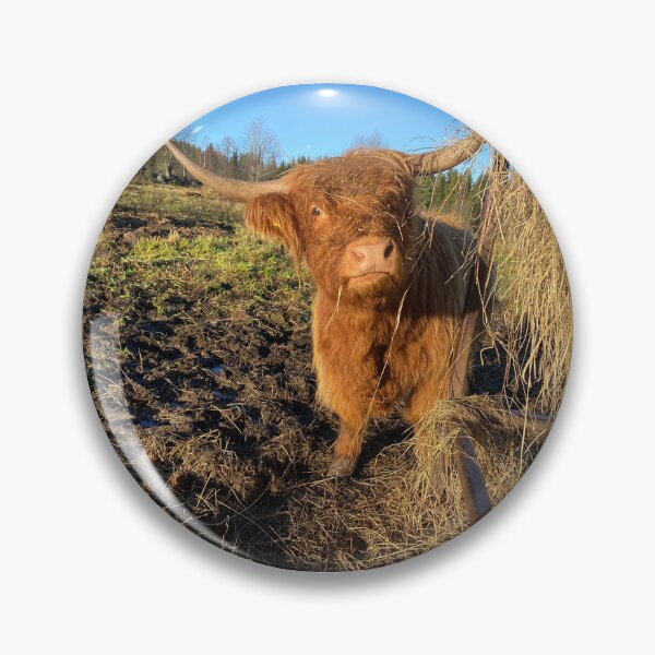 Item preview, Scottish Highland Cattle Cow 4170 designed and sold by SaarelaHighland.