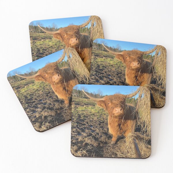 Item preview, Scottish Highland Cattle Cow 4170 designed and sold by SaarelaHighland.