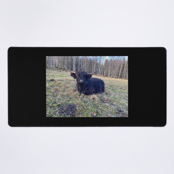 Item preview, Scottish Highland Cattle Cow 4172 designed and sold by SaarelaHighland.