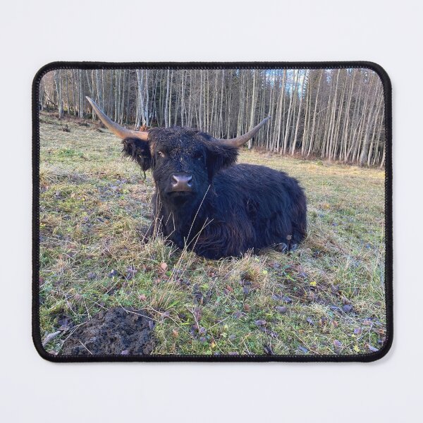 Item preview, Scottish Highland Cattle Cow 4172 designed and sold by SaarelaHighland.