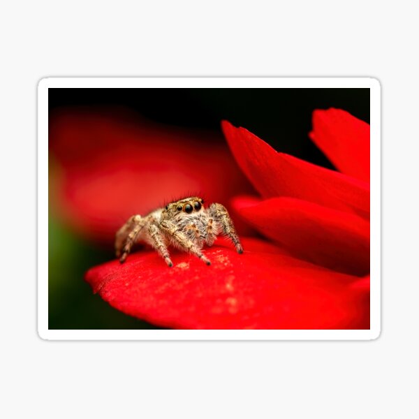 Red Petal Jumper Sticker